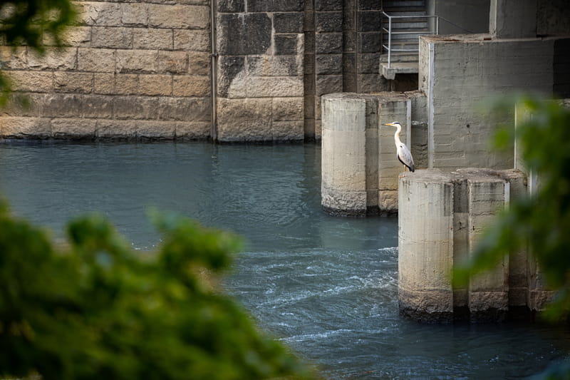 Czapla szara przy kanale wylotowym